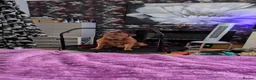 Dogue De Bordeaux dogs for stud: For stud  in Carmarthen - Advert 2
