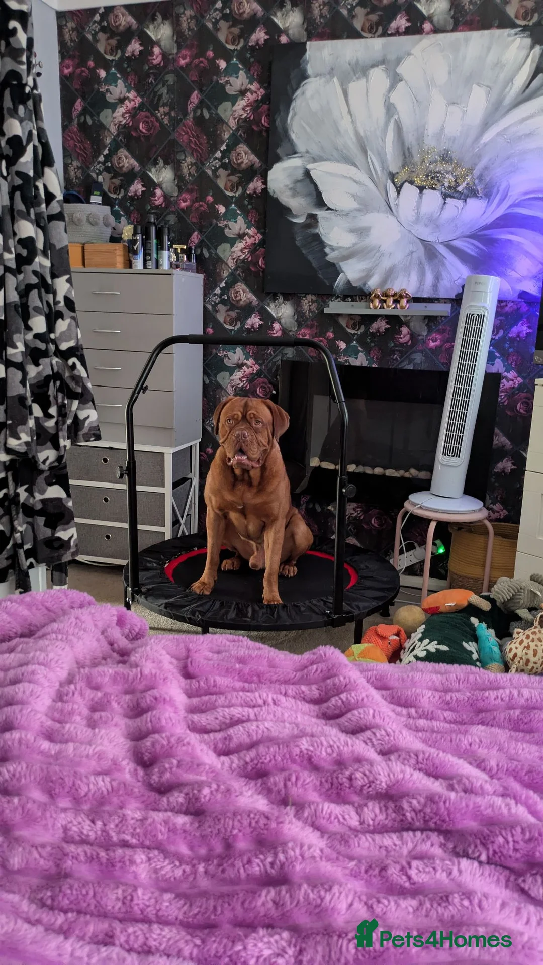 Dogue De Bordeaux dogs for stud: For stud  in Carmarthen - Advert 2