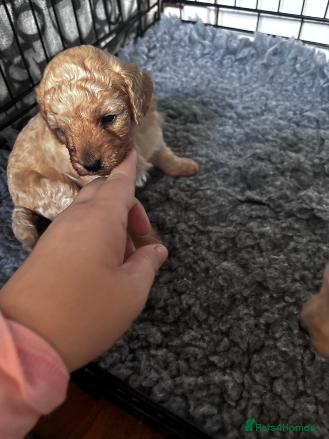 Cavapoo dogs for sale: Gorgeous little Caverpoo babies - Image 12