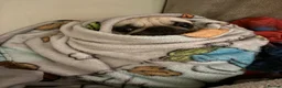 Pug dogs for sale: Pug puppies awaiting a new family  in Cleckheaton - Advert 4