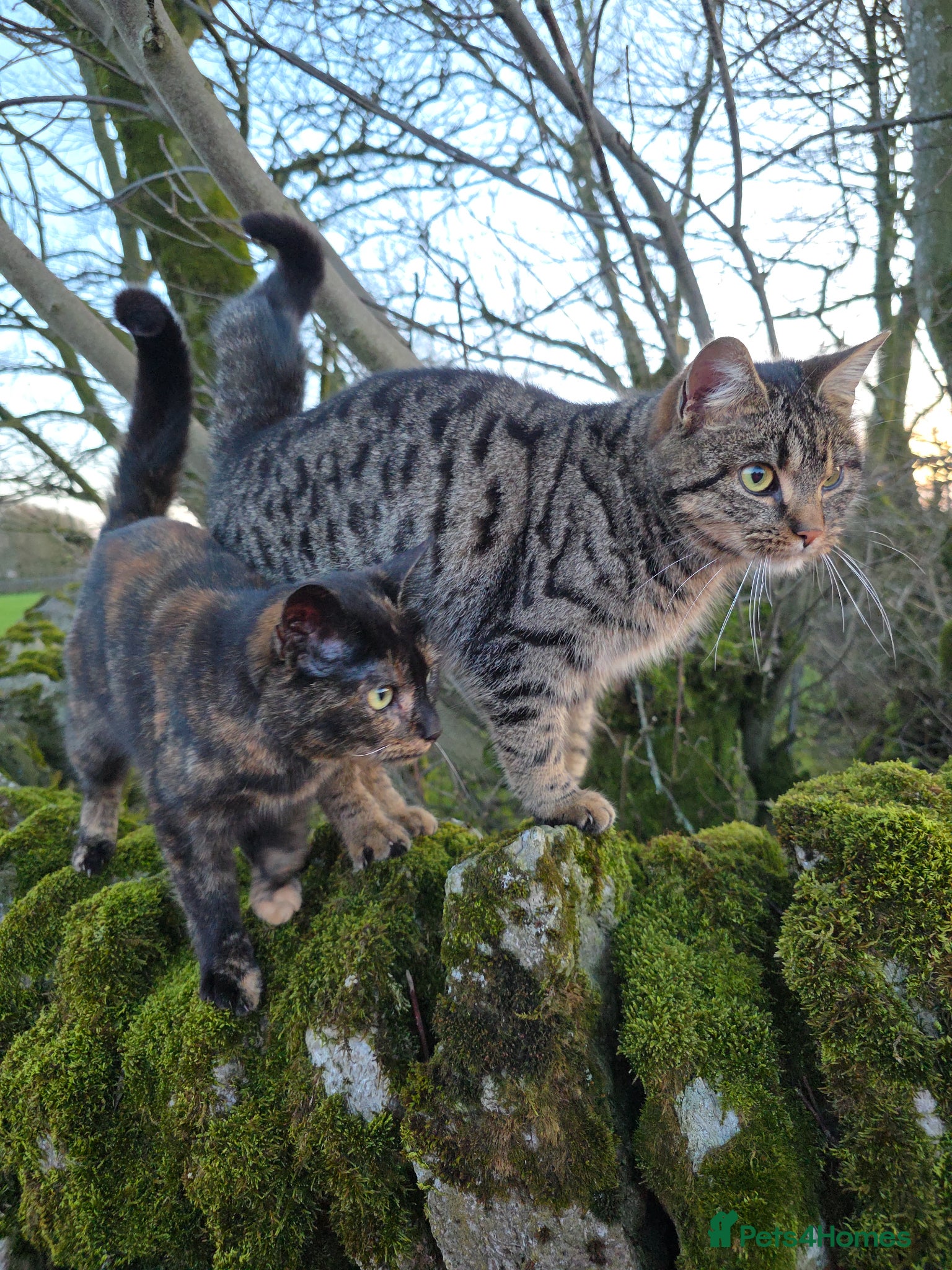 Mixed Breed cats for sale: Tabby farm kittens  - Advert 1