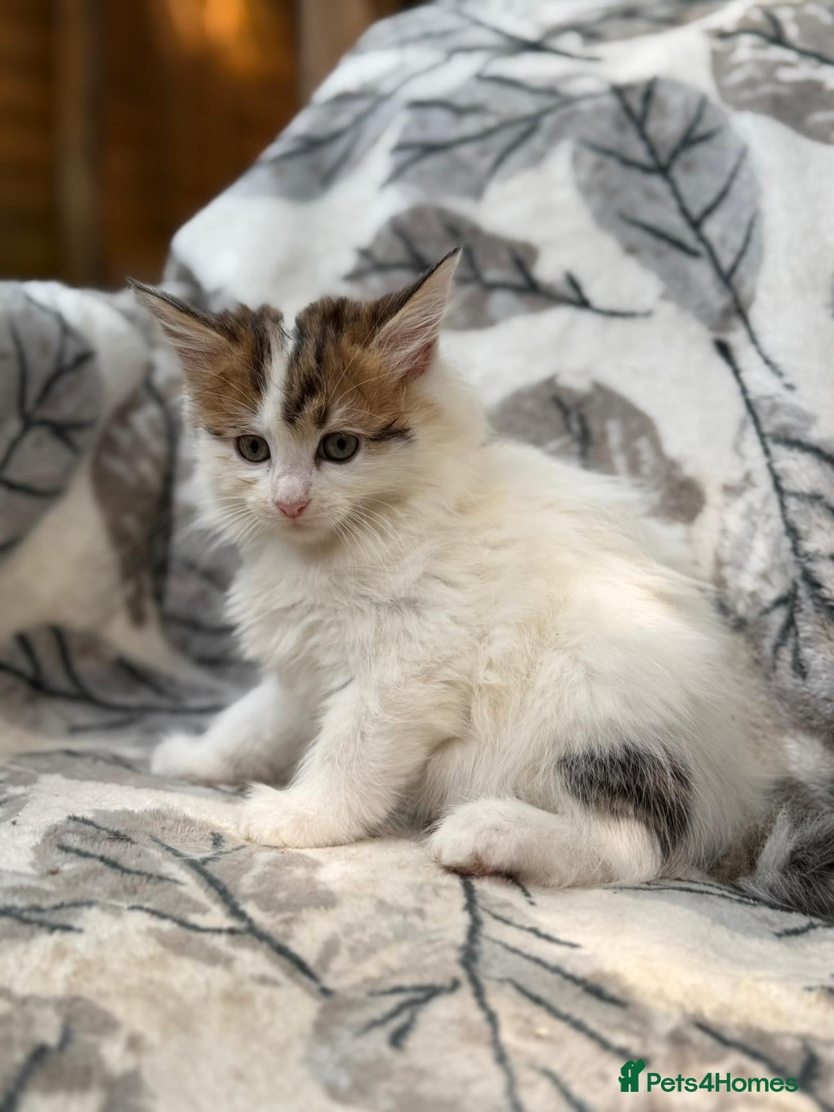 Mixed Breed cats mix Mainecoon - 1female- 1male - Advert 1