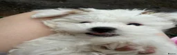 Bichon Frise dogs for sale: Bichon  - Advert 4