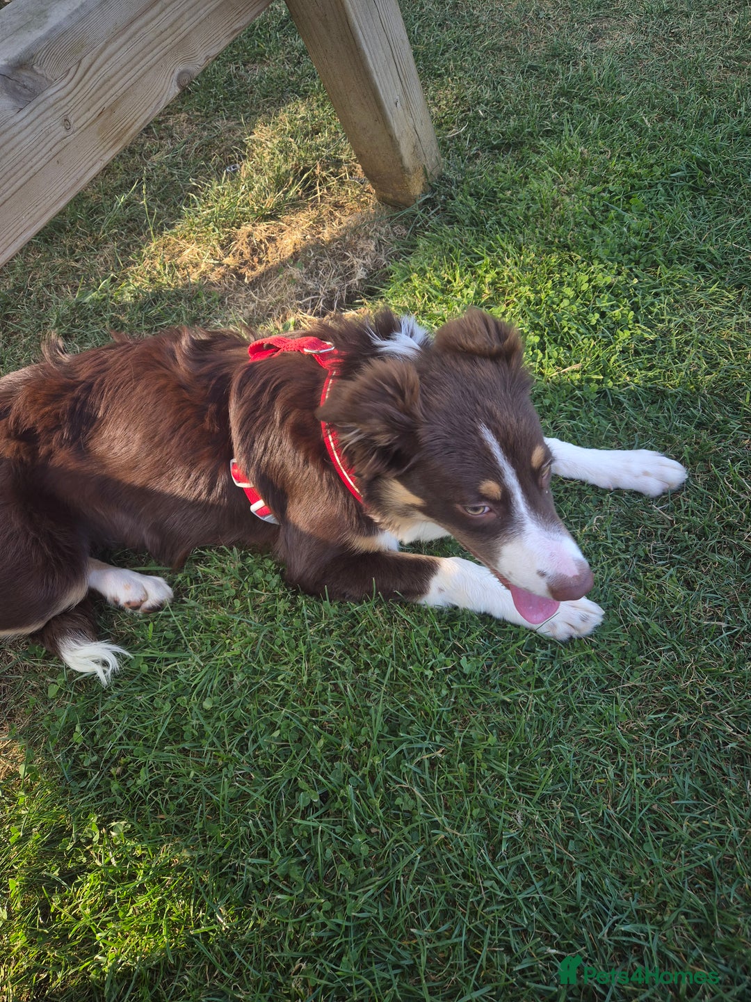 Border Collie dogs for sale: Lana - Border collie - Image 2
