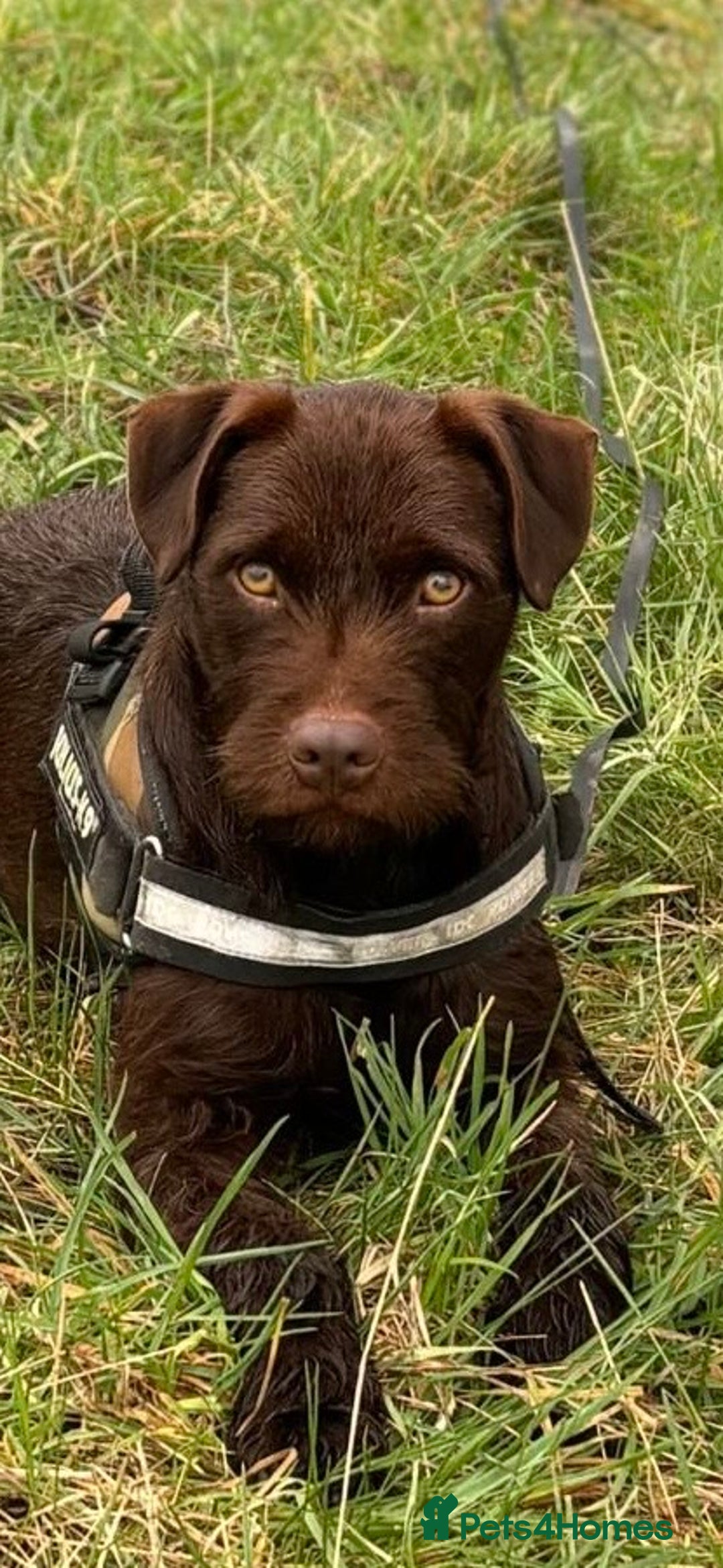 Patterdale Terrier dogs for sale: red patterdale pups  - Advert 3