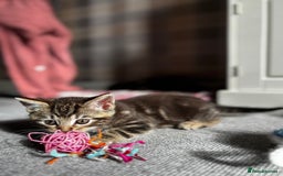 Mixed Breed cats for sale: Gorgeous mixed mainecoon kitten  - Image 6