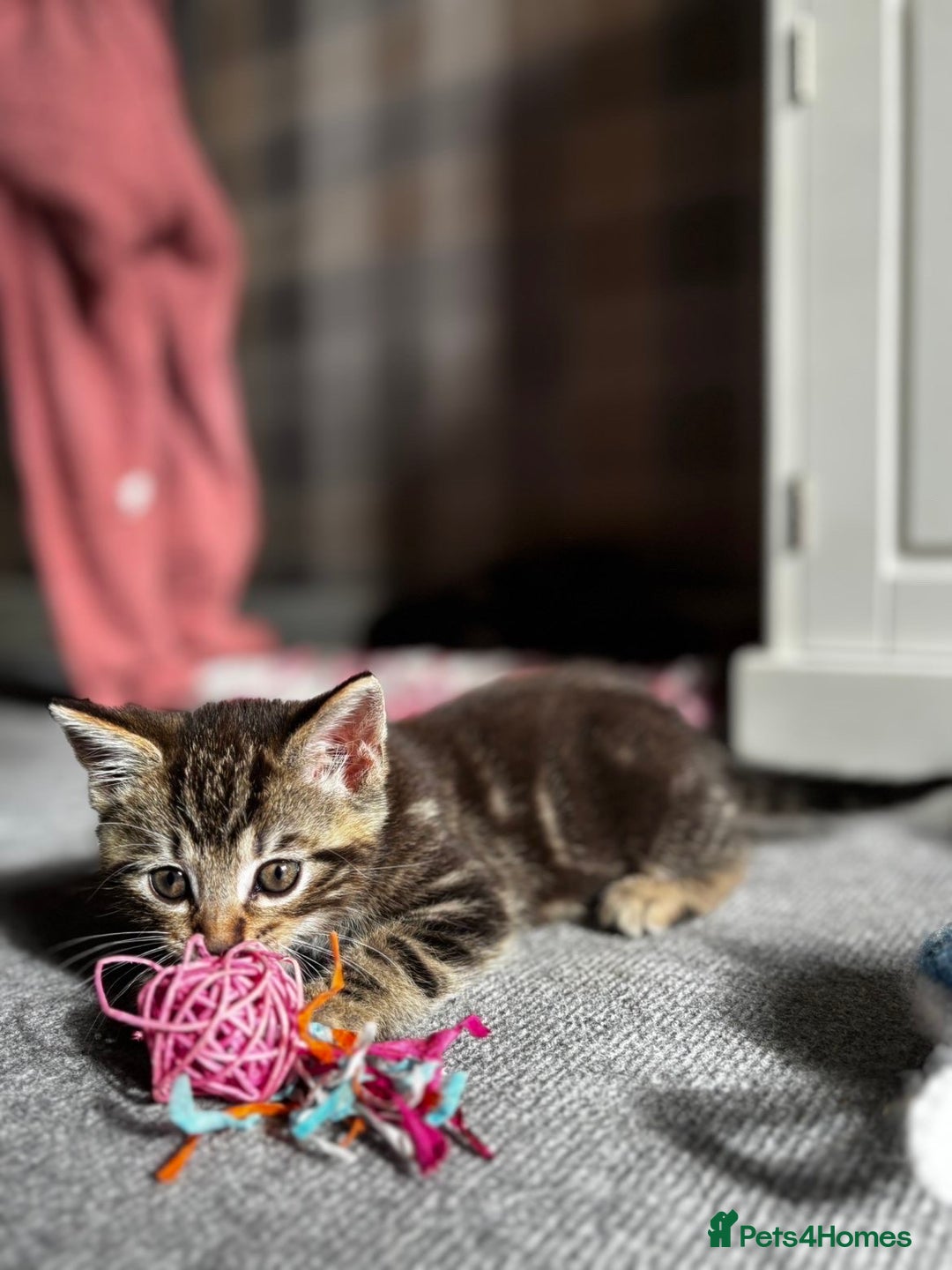 Mixed Breed cats for sale: Gorgeous mixed mainecoon kitten  - Image 6