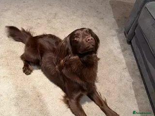 Cockapoo dogs (Drizzy) Chocolate Cockapoo - Advert 1