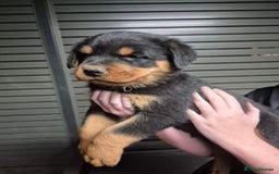 Rottweiler dogs for sale: ** Selling Fast ** Rottweiler Puppies - Image 2