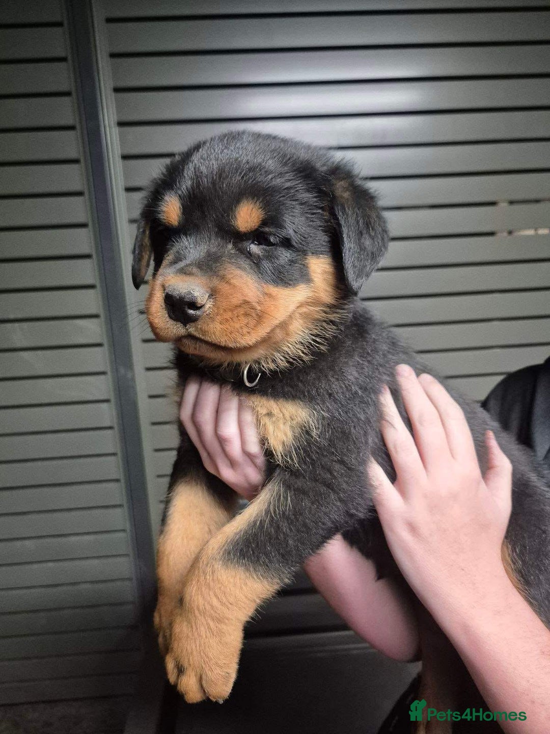 Rottweiler dogs for sale: ** Selling Fast ** Rottweiler Puppies - Image 2