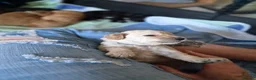 Cockapoo dogs for sale: Cockerpoo puppies  in Grantham - Advert 18