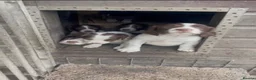 English Springer Spaniel dogs for sale: English springer spaniel puppies  in Kelty - Advert 2