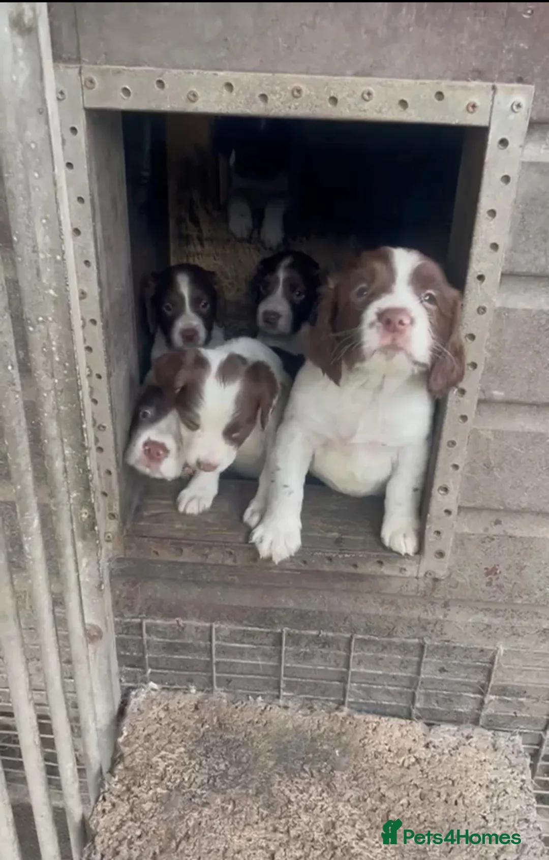 English Springer Spaniel dogs for sale: English springer spaniel puppies  in Kelty - Advert 2