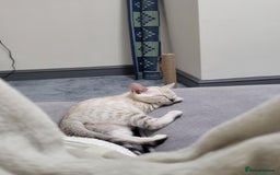Bengal cats for sale: Not available Minx Bengal  - Image 2