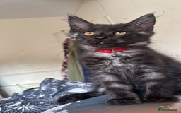 Maine Coon cats for sale: FULL Mainecoon kittens  - Image 13