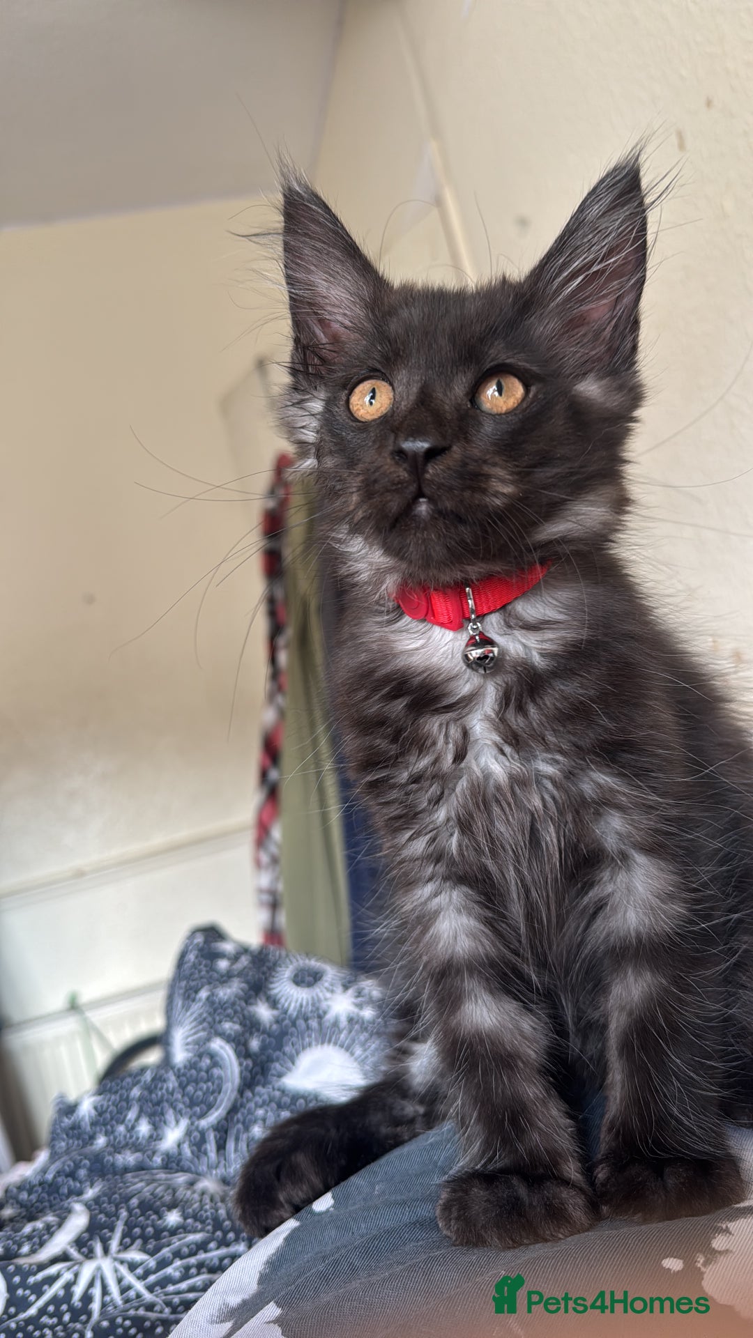 Maine Coon cats for sale: FULL Mainecoon kittens  - Image 13
