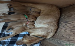 Labrador Retriever dogs for sale: Fox red Labrador puppy’s  - Image 4