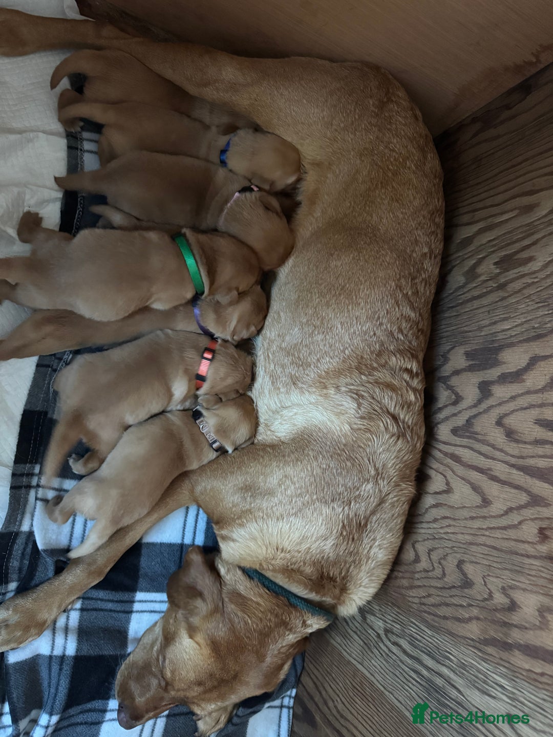 Labrador Retriever dogs for sale: Fox red Labrador puppy’s  - Image 4