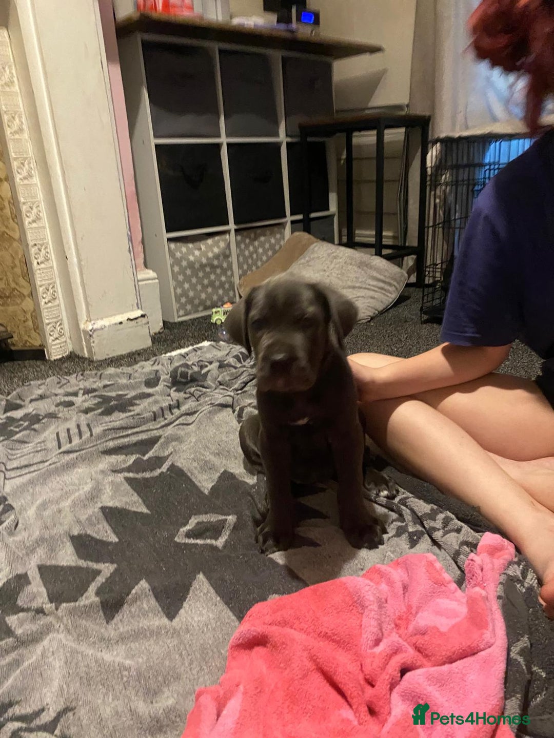 Cane Corso dogs for sale: 1 boy 2 girls remaining  - Image 6