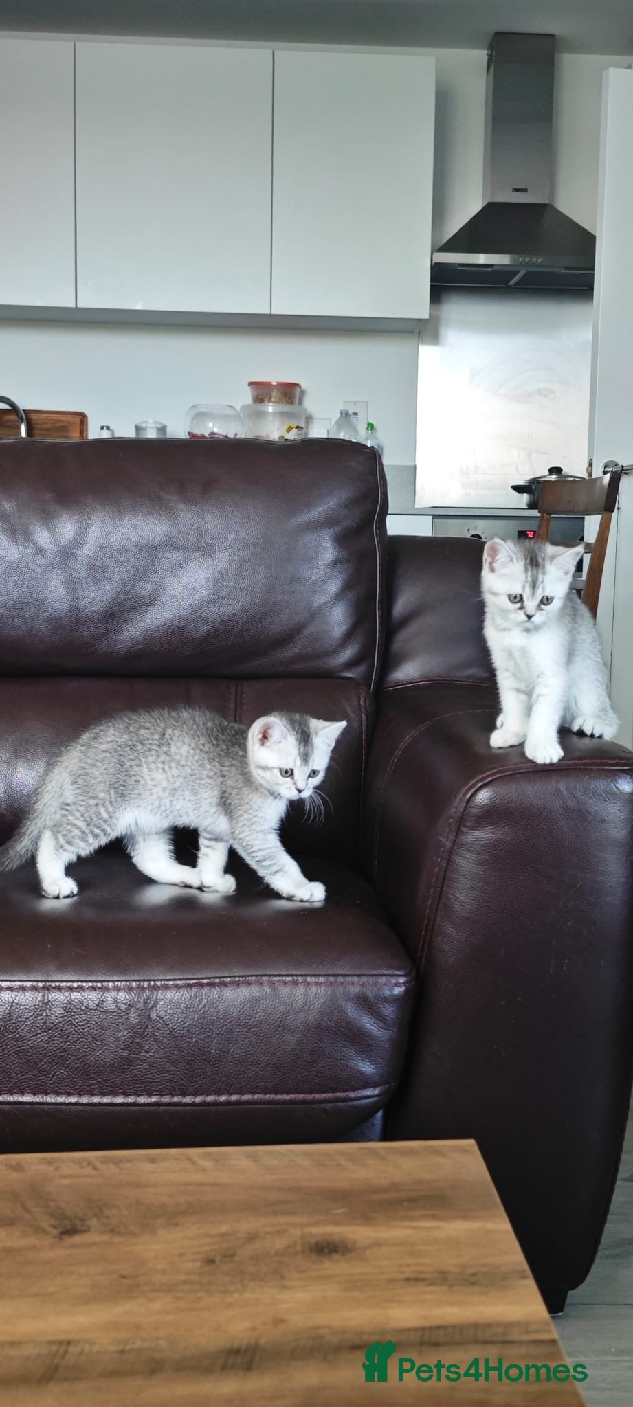 Scottish Fold cats Lovely kittens looking for new family 😻 - Advert 2