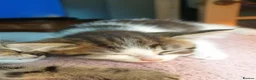 Mixed Breed cats for sale: Beautiful Male Kitten - Advert 7