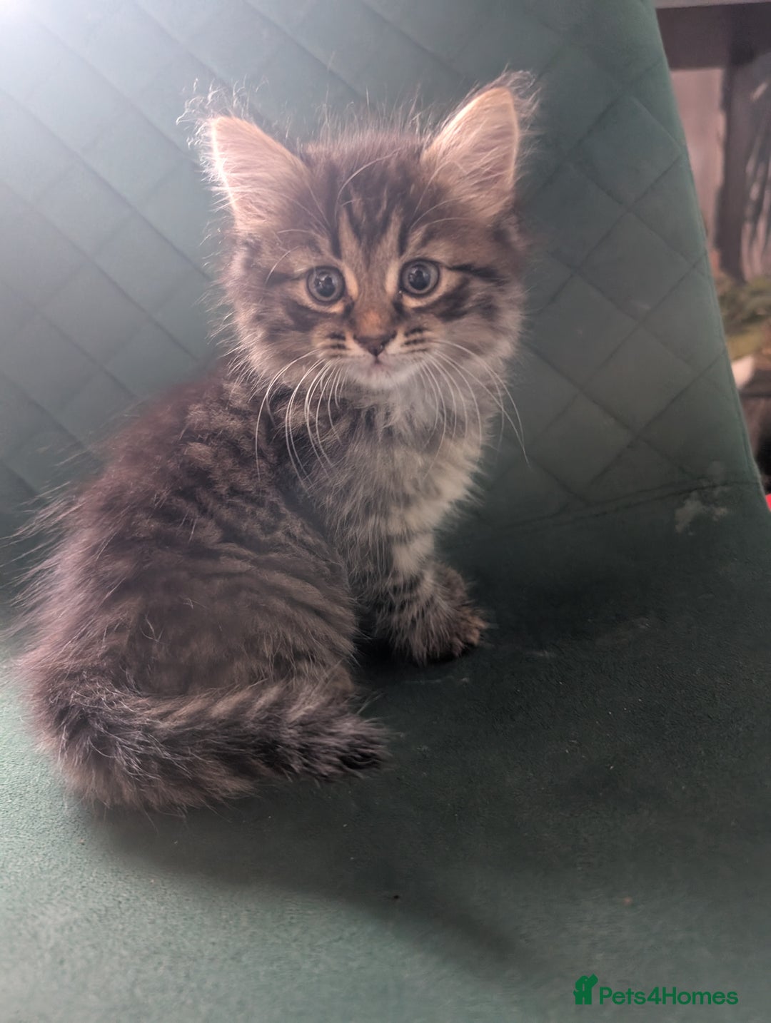 Mixed Breed cats for sale: Last one left! Mixed Breed Mini Maine Coon Dupes - Image 22