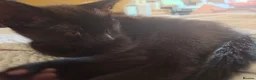 Mixed Breed cats for sale: 3 Brothers Looking For Homes - Advert 4