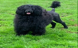 Portuguese Water Dog dogs for sale: Portuguese Water Dog Puppies For Sale - Image 15