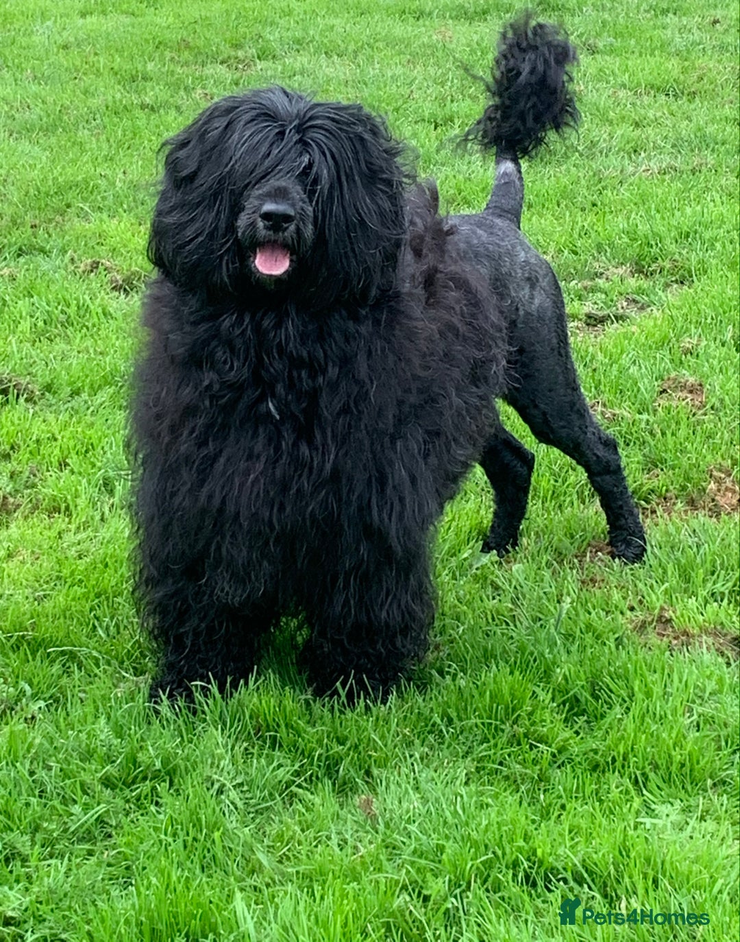 Portuguese Water Dog dogs for sale: Portuguese Water Dog Puppies For Sale - Image 15