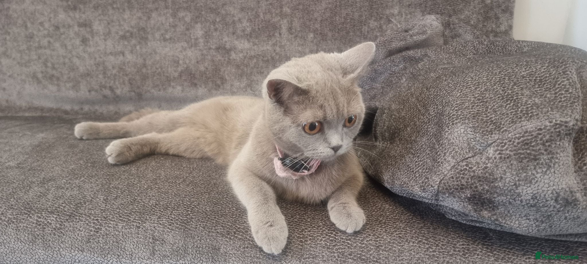 British Shorthair cats British Shorthair Lilac Female – 1 Year Old - Advert 1