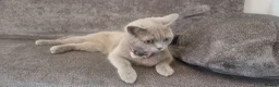 British Shorthair cats for sale: British Shorthair Lilac Female – 1 Year Old - Advert 1