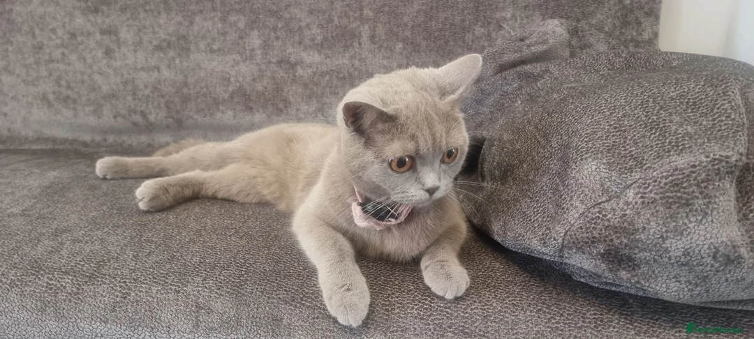 British Shorthair cats for sale: British Shorthair Lilac Female – 1 Year Old - Advert 1