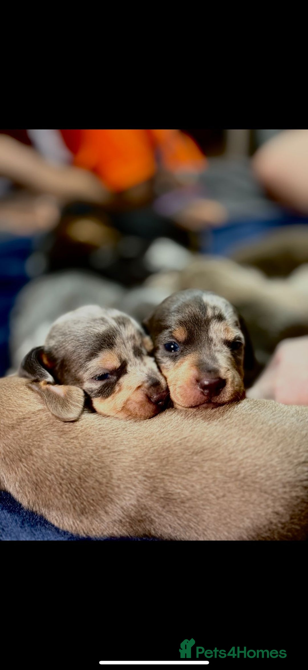 Dachshund dogs for sale: 7 Beautiful dachshund puppies  - Advert 5