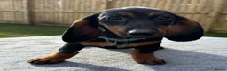 Dachshund dogs for sale: Dachshund puppies standard, wired-haired & smooth - Advert 18