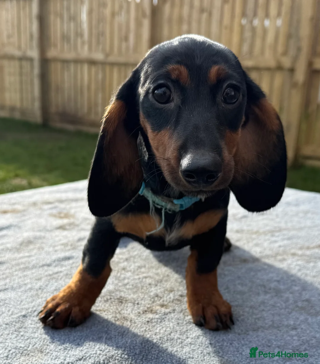 Dachshund dogs for sale: Dachshund puppies standard, wired-haired & smooth - Advert 18