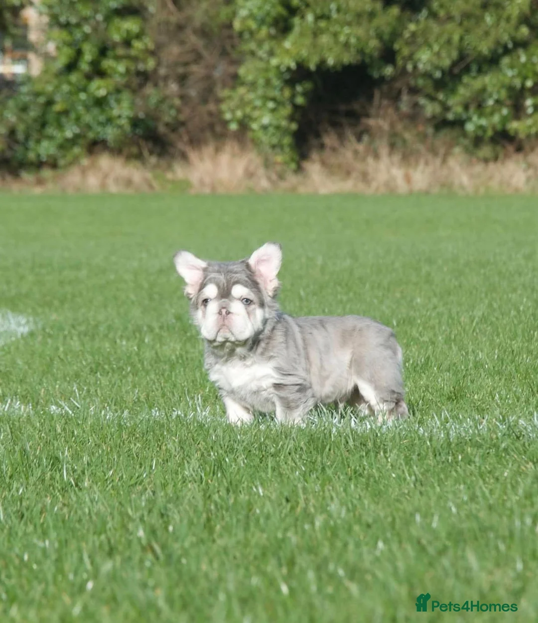 French Bulldog dogs for stud: Lilac tan fluffy EA  **  french bulldog STUD - Advert 6