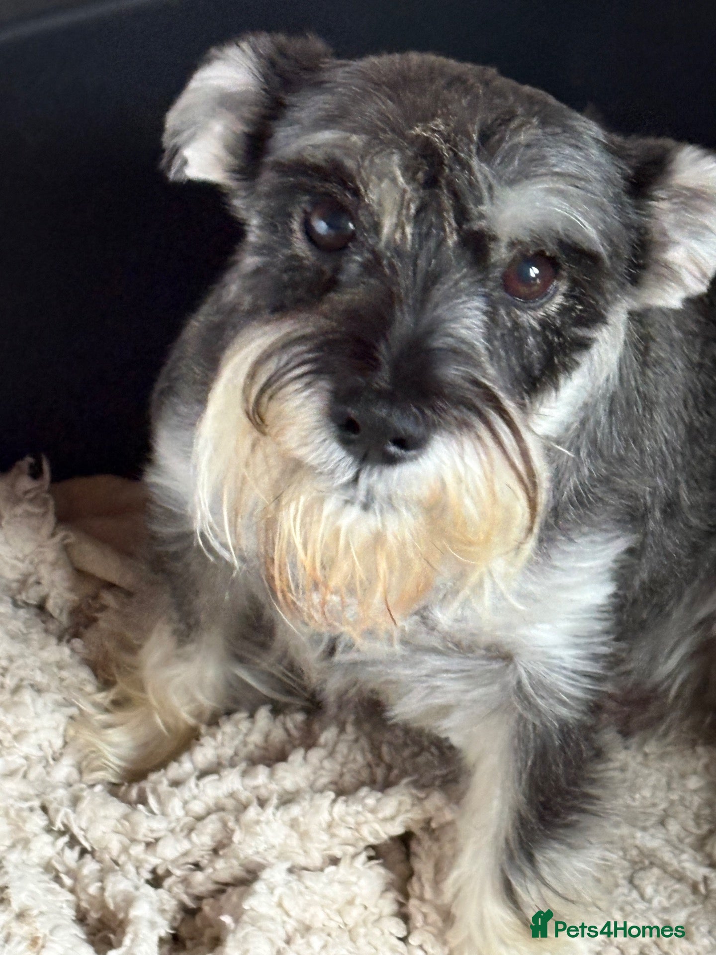 Miniature Schnauzer dogs Mini schnauzer (Winnie) requires a new home - Advert 1