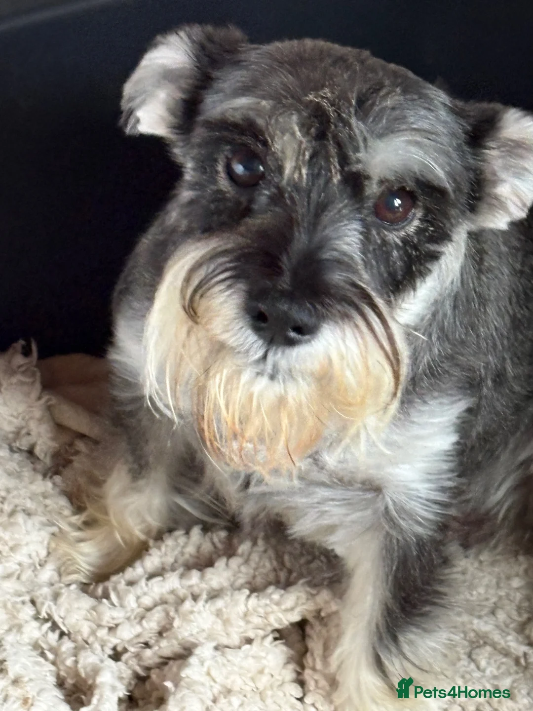Miniature Schnauzer dogs for sale: Mini schnauzer (Winnie) requires a new home - Advert 1