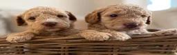 Cockapoo dogs for sale: ⭐⭐OUTSTANDING COCKAPOO PUPPIES⭐⭐ in Melton Mowbray - Advert 3