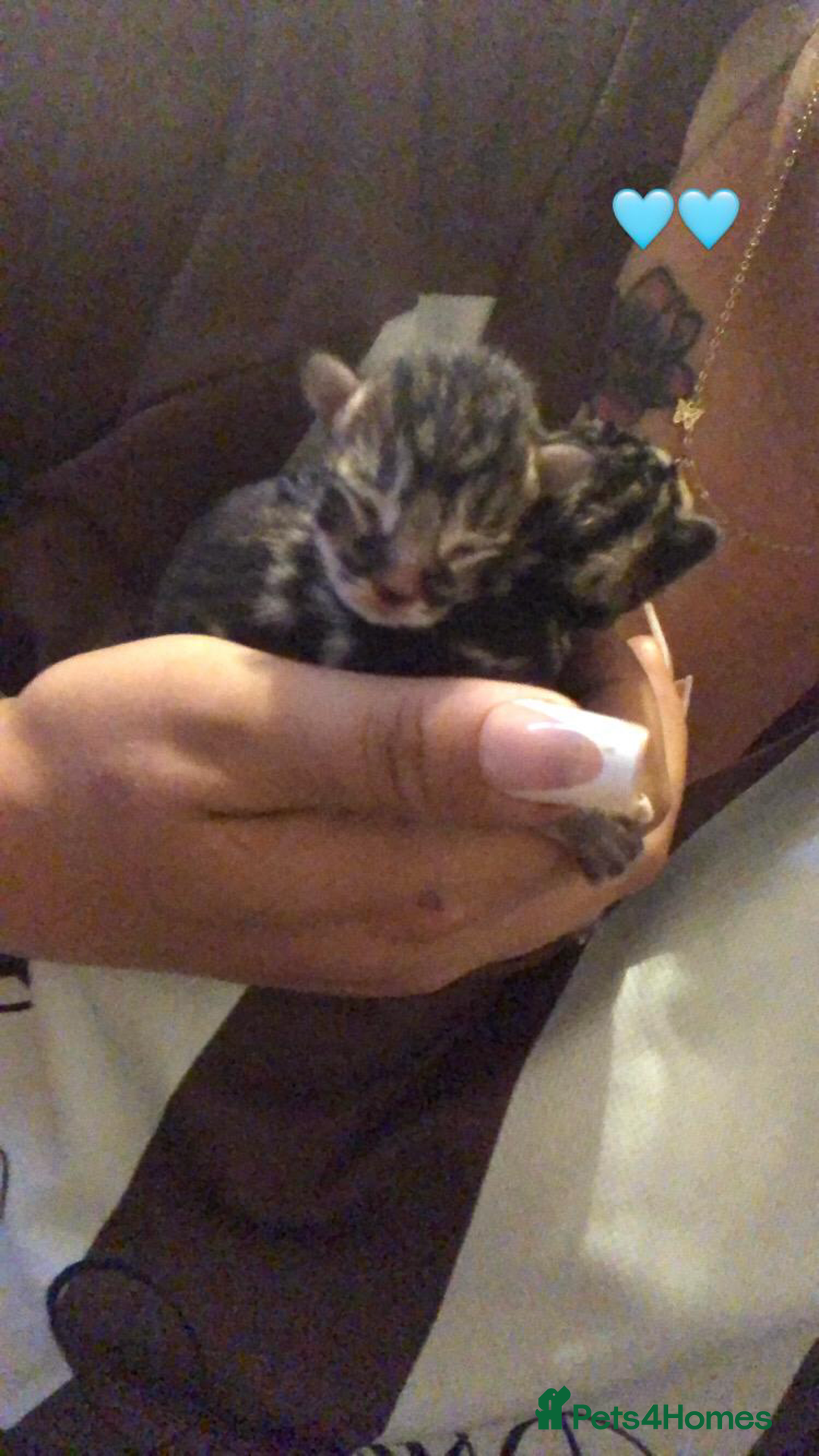 Mixed Breed cats for sale: 7 beautiful Kittens Looking for Forever homes - Image 3