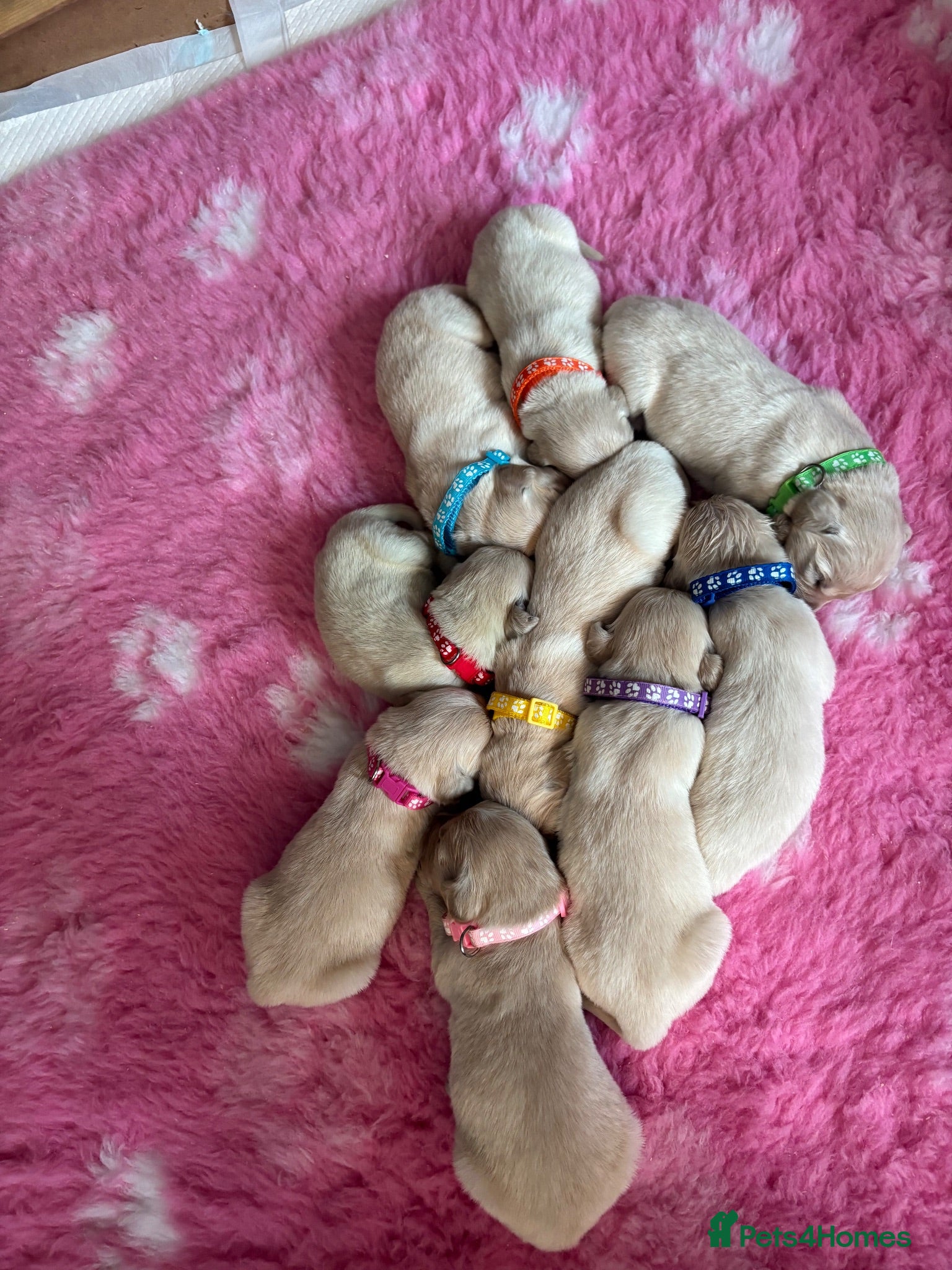 Golden Retriever dogs Beautiful Kc registered Golden Retriever puppies  - Advert 1