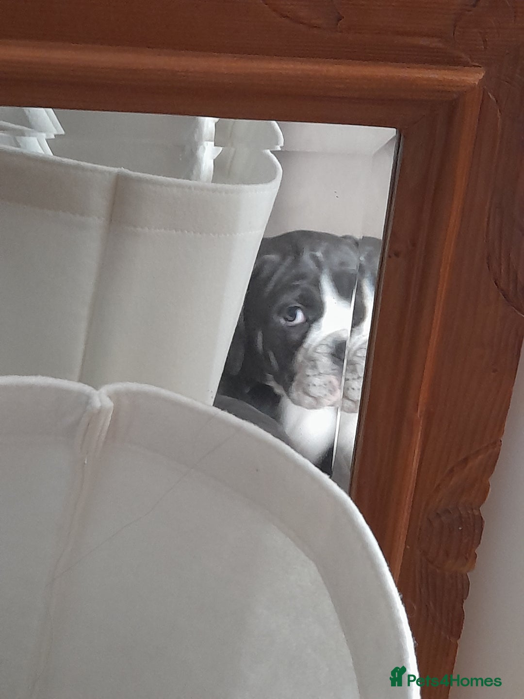 Olde English Bulldogge dogs for sale: OLDE ENGLISH BULLDOG - Image 2