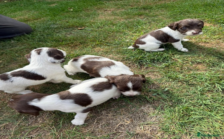 English Springer Spaniel dogs - Advert 15
