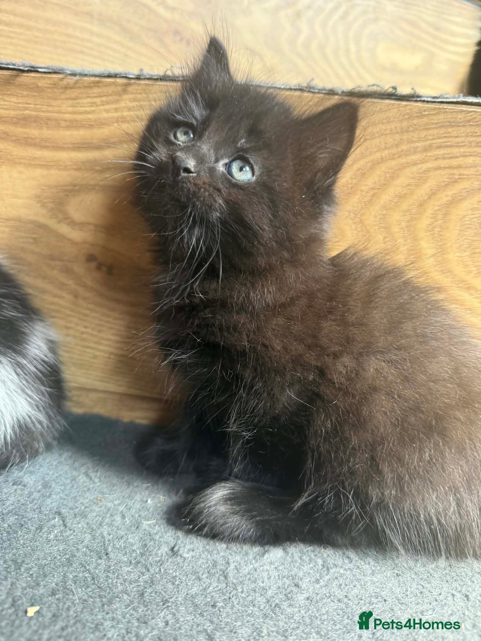 Mixed Breed cats Kittens for Sale 🐾 - Advert 2