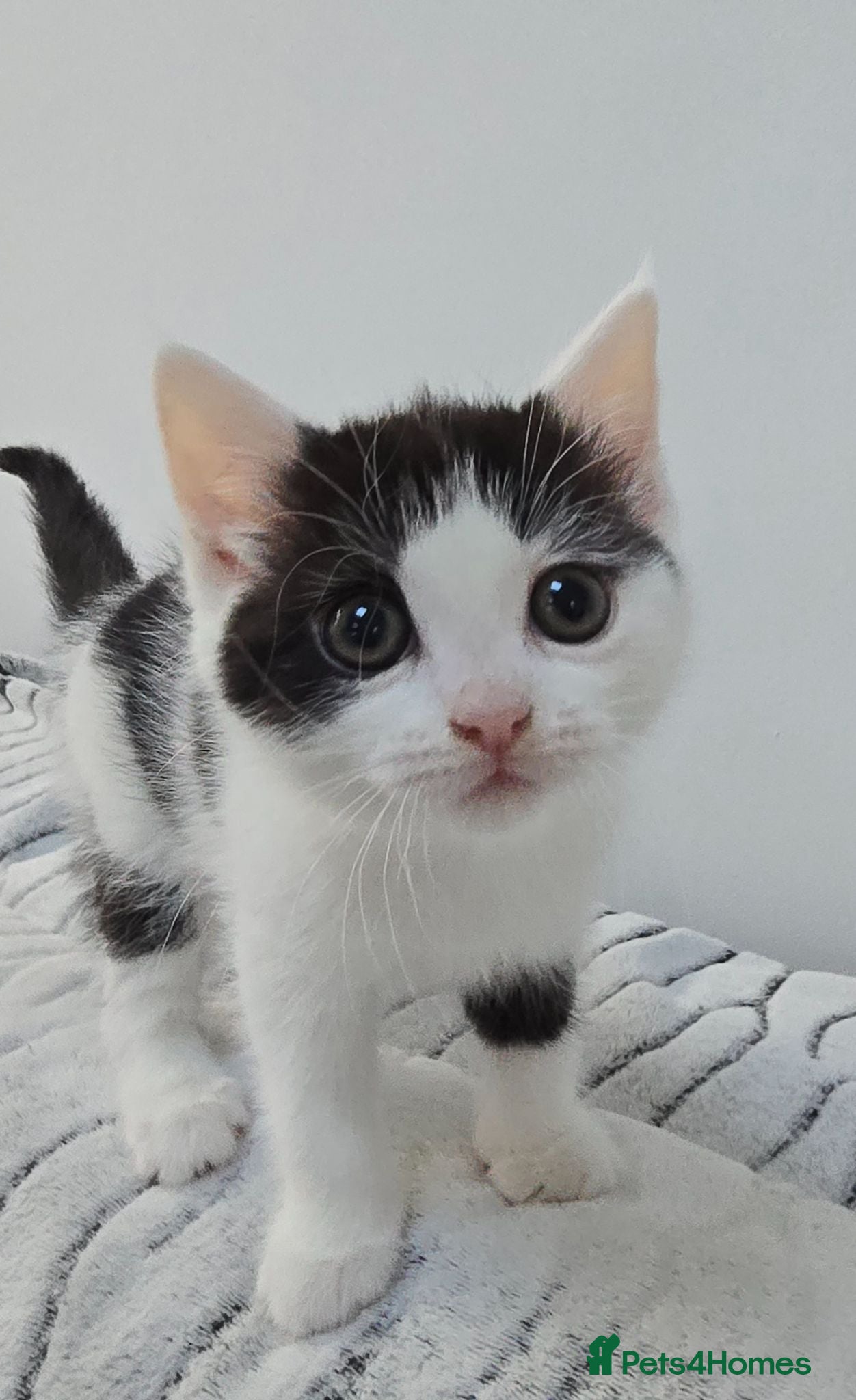 Mixed Breed cats Semi long haired mix Ragdoll heart-shaped markings - Advert 1