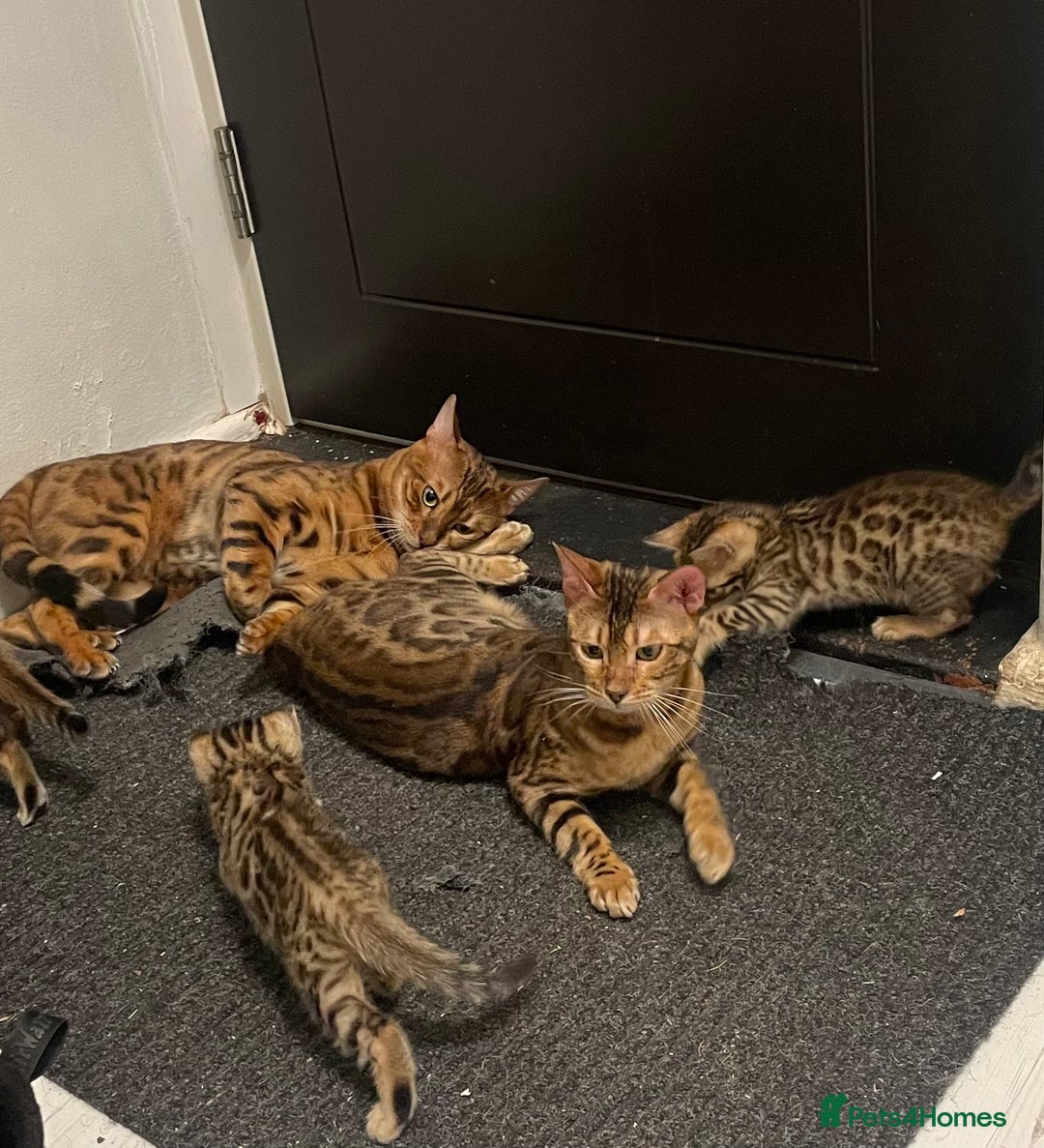 Bengal cats for sale: Bengal kittens - Advert 15