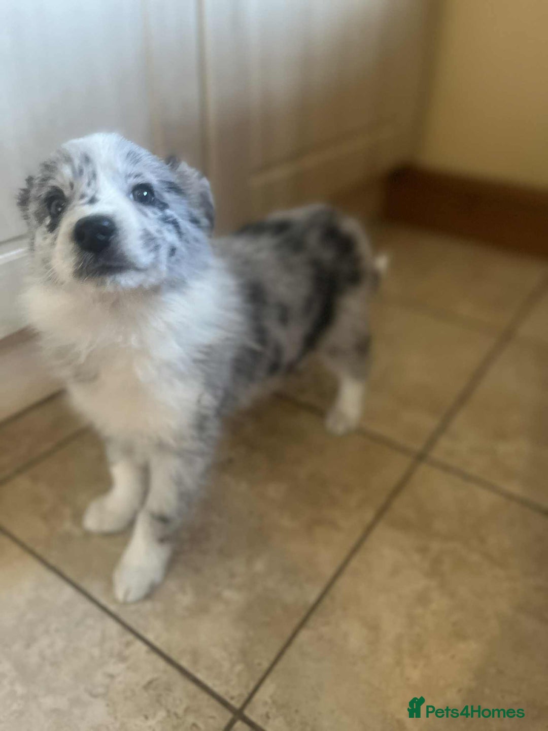 Border Collie dogs for sale: Border collie puppy’s blue merle - Advert 5
