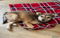 Mixed Breed dogs for adoption: Sweet sugar  - Image 11
