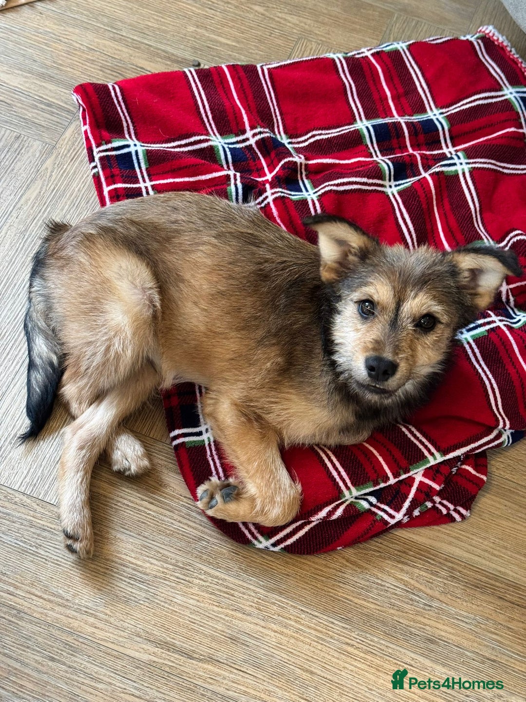 Mixed Breed dogs for adoption: Sweet sugar  - Image 11