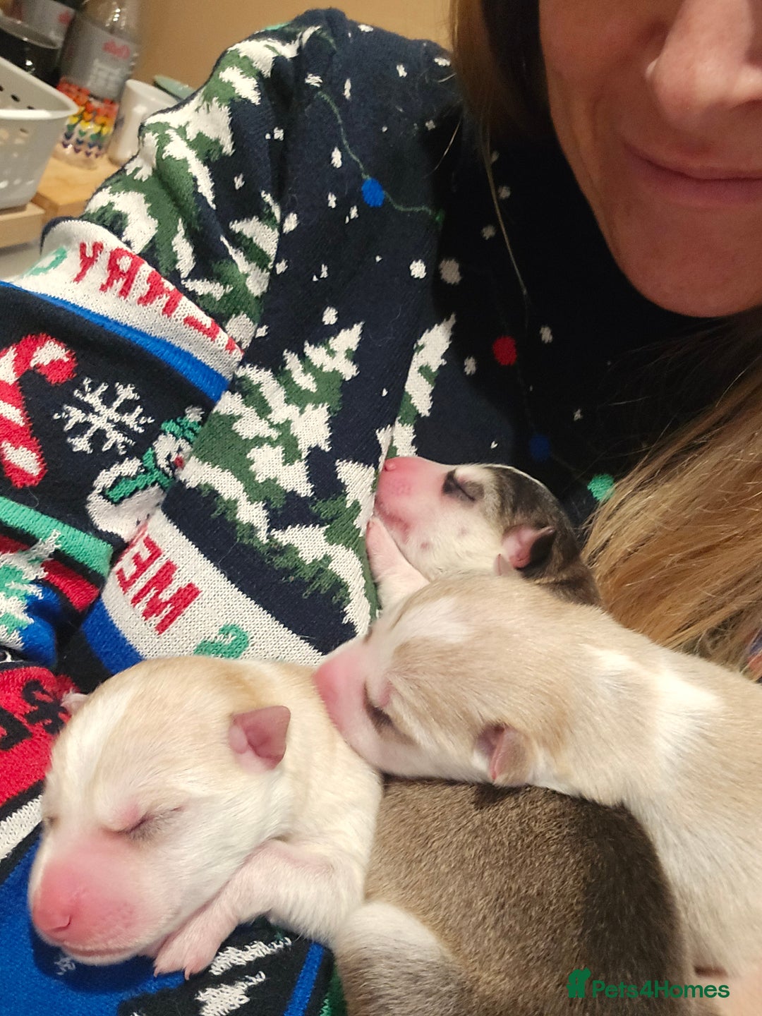 Alaskan Malamute dogs for sale: litter of chunky fluffy malamutes - Advert 7